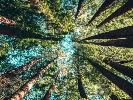 Attract Your Desires