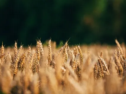 Attracting Abundance