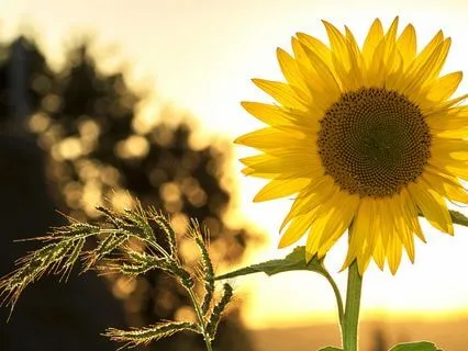 Attracting Positive Experiences (Extended)