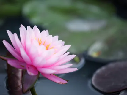 Attracting Prosperity & Abundance