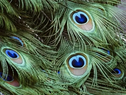 Attraction, Authenticity & abundance