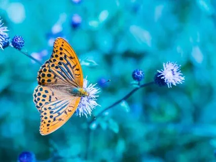 Attune To Divine Wisdom And Love