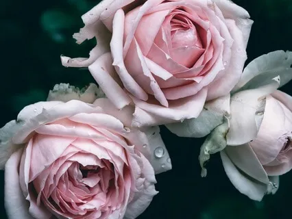 Attune To Safety: A Nervous System Reset