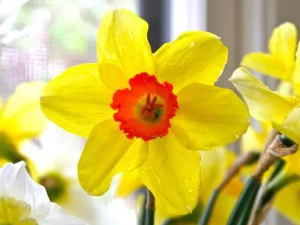 Attuning To Yourself (Voice Only)