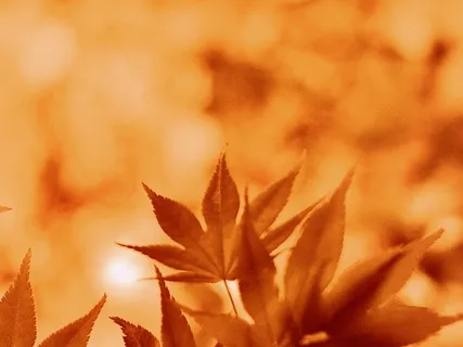 Aubade – A Song Greeting the Morning