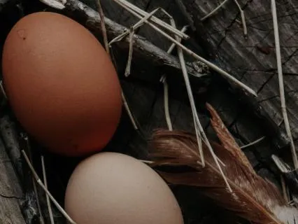 Audio Calm: Don't Lift The Egg
