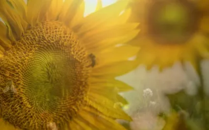 August Gratitude Mediation: Divine Appreciation For Life 