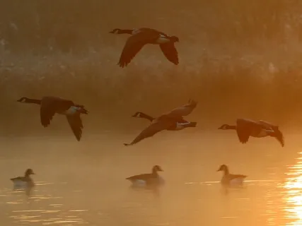 Aumakua, Spirit Guides And Animal Guardians