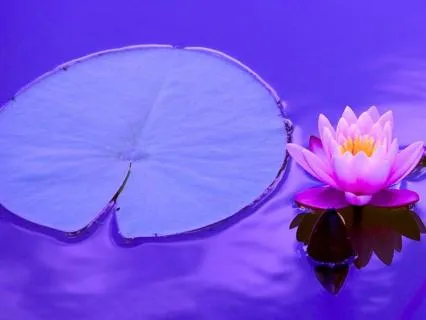 Aura Cleansing Shower