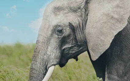 Aura Protection & Grounding - 741Hz Healing Detox Frequency