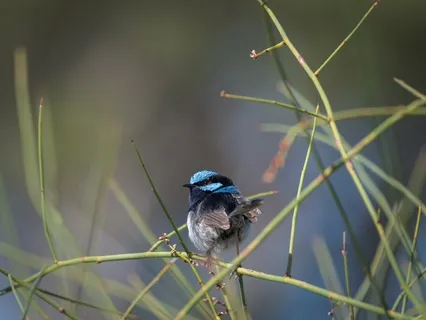 Australian Birdsong And Frog Calls