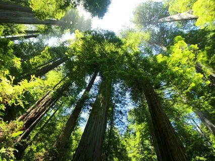 Australian Bush Auric Clearing - Cicada Waves