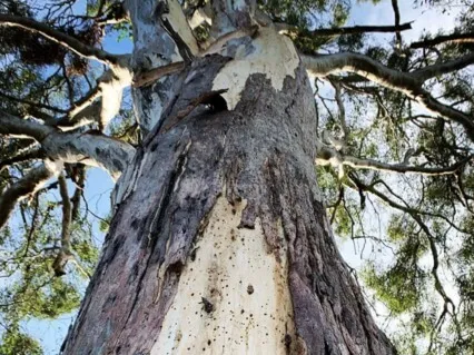 Australian Bush Medicine: Deep Stillness, Inner Peace.