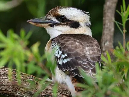 Australian Birds Chorus 1 | Piano & Nature Serenade Series