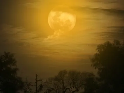 Australian Summer Midnight Serenade: Crickets And Rain