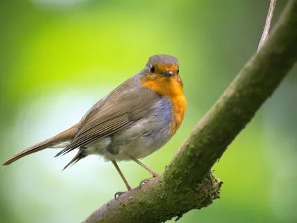 Birdsong For Stress Relief (Nature Sounds)