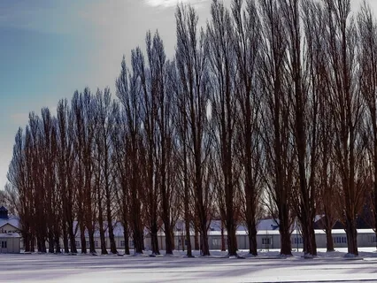 Authentically You: Remembering Your True Self