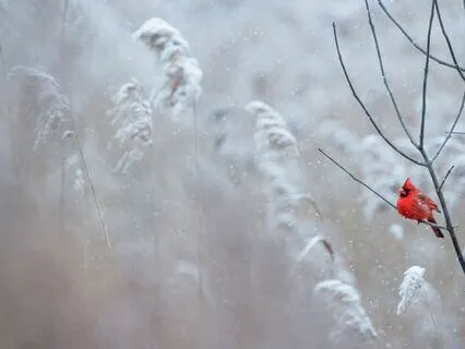 Authenticating Your Unique Operating System