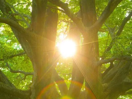 Authenticity – Pure Heart Ignition