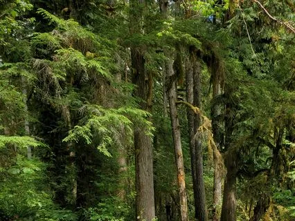 Autogenics For Relaxation And Balance