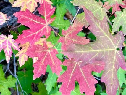 Autumn: A Postcard Of Change