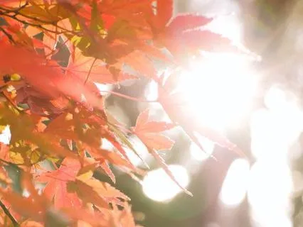 Autumn Affirmation