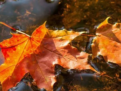 Autumn Art Of Release