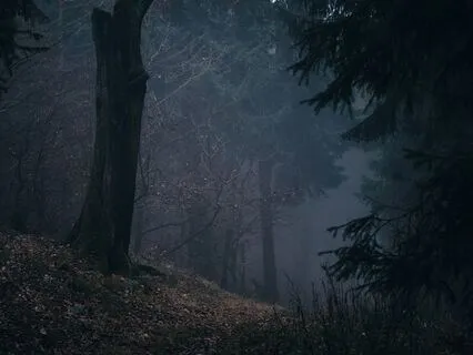 Autumn At The Black Forest Cabin: A Sleepy Escape