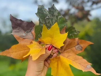Autumn Balance - Fall Equinox Meditation