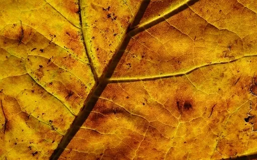 Autumn Colour Energy