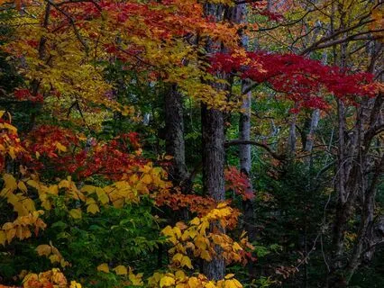 Autumn Cottage In Camden: Dreamy Sleep Journey