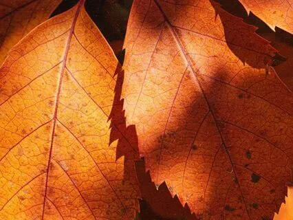 Autumn Equinox Affirmations