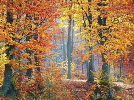 Autumn Equinox ~ Ambient Piano Meditation For Balance & Calm