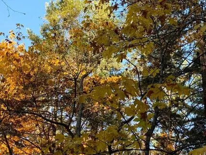 Autumn Equinox Cozy Chat