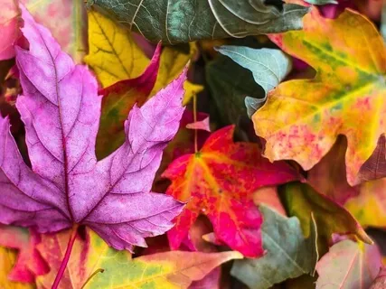 Autumn Equinox Meditation On Impermanence