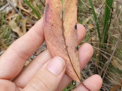 Autumn Mini Retreat With Yoga Nidra