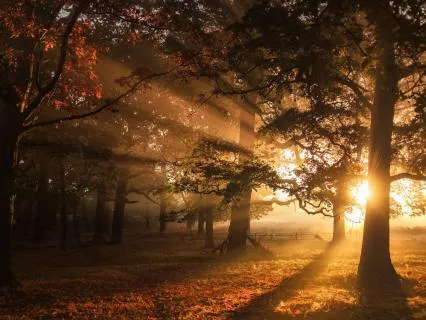 Autumn Equinox Reiki Activation - The Sacred Balance