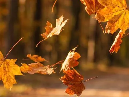 Autumn Equinox - Release, Restore & Begin Again