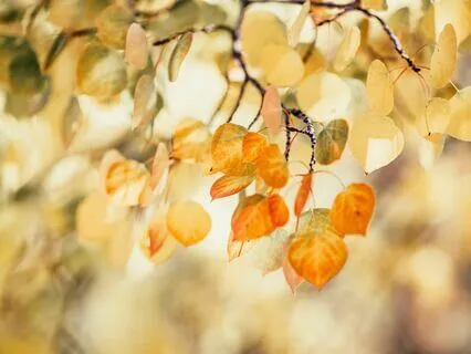 Autumn Equinox Tarot/Oracle + Journaling