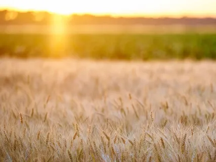 Autumn Fields / Akita Sugagaki