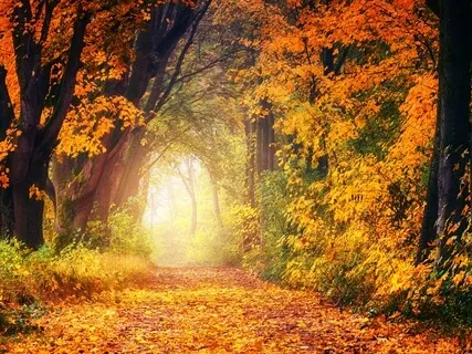 Autumn Forest 
