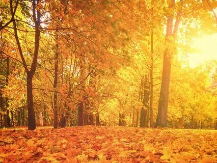Autumn Forest: Crisp Leaves & Gentle Breeze
