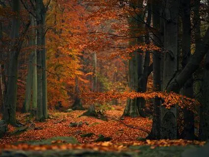 Autumn Forest Spa At The Witches' Cottage