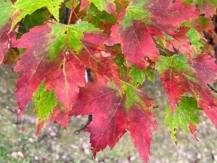 Autumn Grounding: A Yoga Nidra For Vata Season