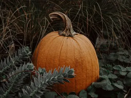 Autumn Grounding Sleep Meditation: You Are Safe & Centered