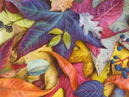 Autumn Hope - Guitar Instrumental