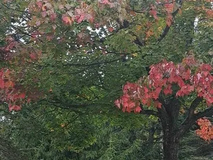 Autumn Leaf Meditation