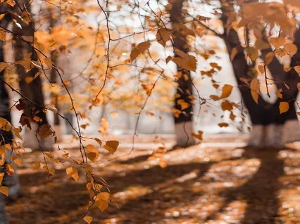Autumn Leaves Gently Falling