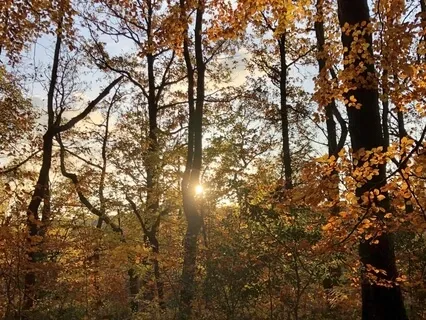 Autumn Leaves Releasing Meditation