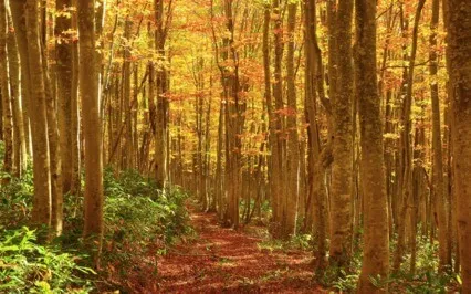 Autumn Leaves Sound Bath For Rest And Relaxation